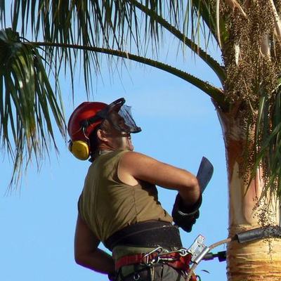 Especialistas en poda en altura