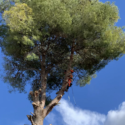 Poda de un pino de 20m