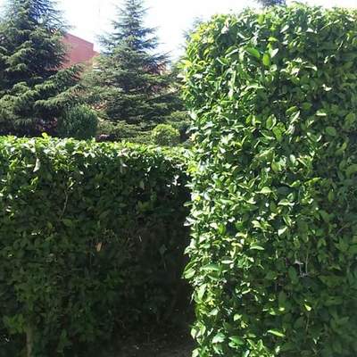 Mantenimiento de jardines y zonas verdes