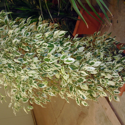 Ficus benjamina variegata