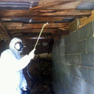 Fumigación contra pulgas