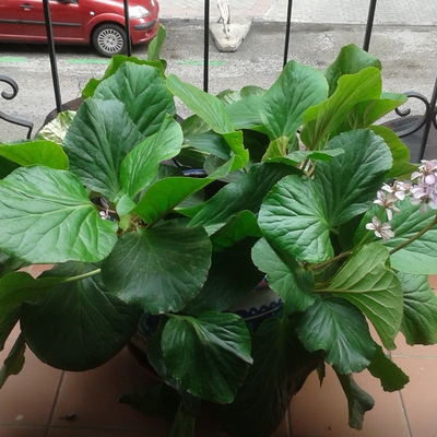 hortensia de invierno en terraza