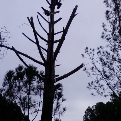 Tala de pino piñonero