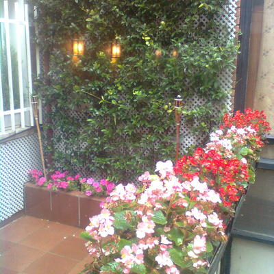 Terraza flor de temporada