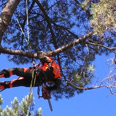 poda con tecnica de trepa