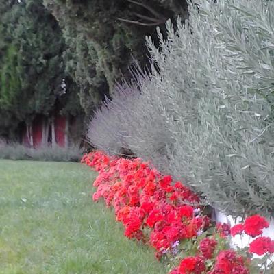 Carril de lavanda con geranio rojo