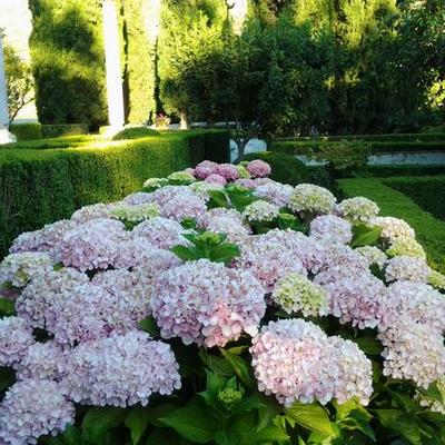 Macizo hortensia rosa
