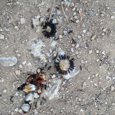 TRATAMIENTO HORMIGAS