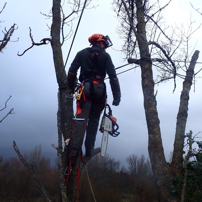 Poda y aseguramiento de árbol, para evitar su rotura por cargas o vientos.