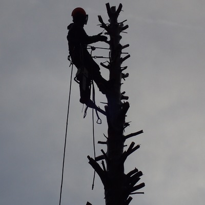 Poda y tala para eliminación del árbol.