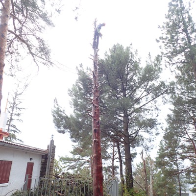 Poda y tala con riesgo para los edificios.