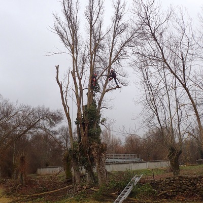 Desmoche para ramoneo.