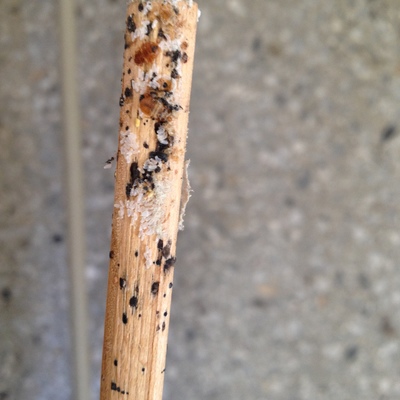 HUEVOS DE CHINCHES DE CAMA