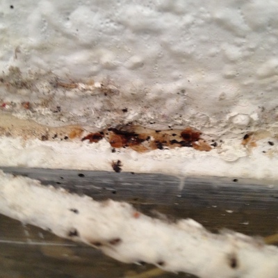 CHINCHES FASE ADULTA