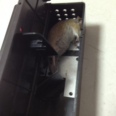 CAPTURA ROEDOR (MUS MUSCULUS)