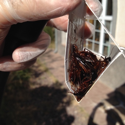 CUCARACHA DE ALCANTARILLADO