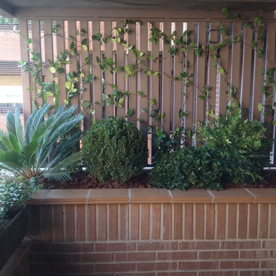 Terraza arbustiva Madrid 1