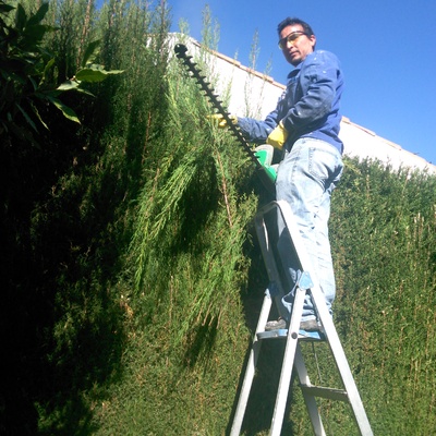 Jardineria poda de setos  y limpieza