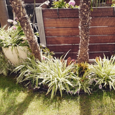 Plantación y mantenimiento