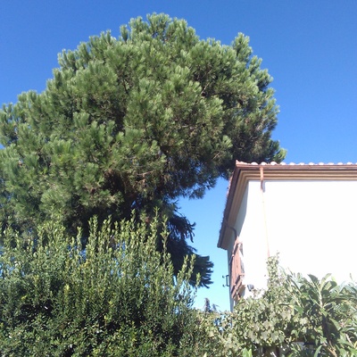Pino encima de la casa 