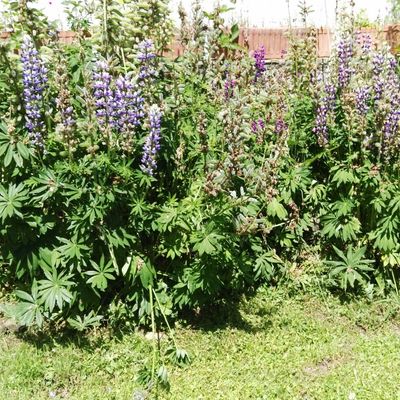 Decoración para jardín