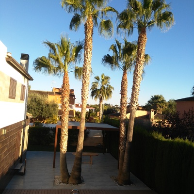 Washingtonias recién podadas