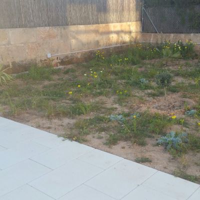 TERRENO CON MALAS HIERBAS