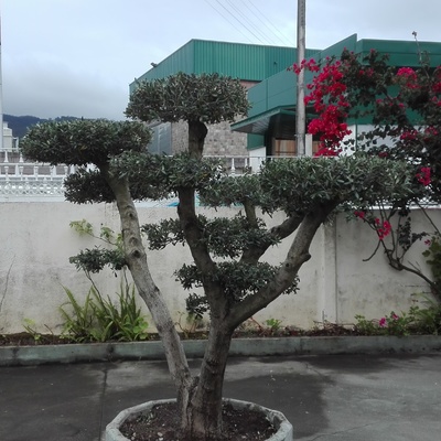 Después poda de formacion