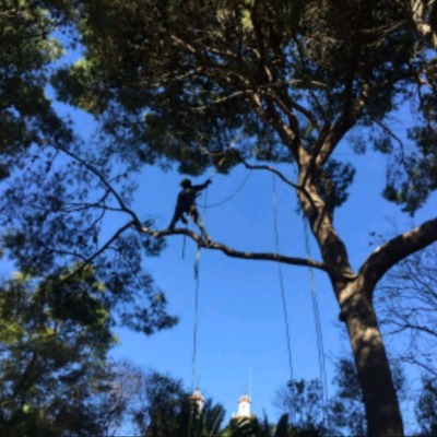 Jardinería y poda pinos