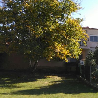 Nogal antes de podar