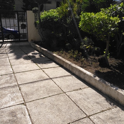 Olivo recortado bolitas