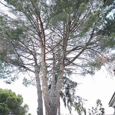 Talas de pino piñonero