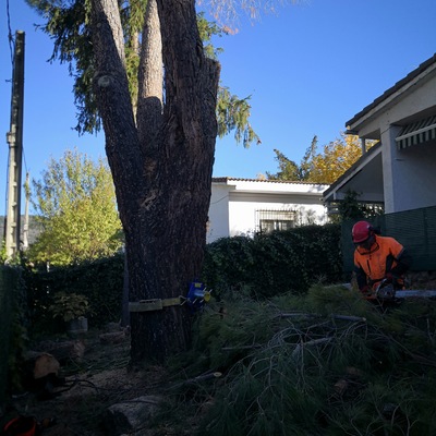 Ay como se puede ver en la foto estamos descolgando las ramas y los troncos para minimizar el riesgo de rotura al caer los troncos y las ramas al suelo con un freno especial definición que frena los troncos y las ramas