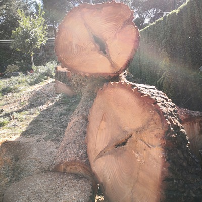 Grietas del árbol ya cortado