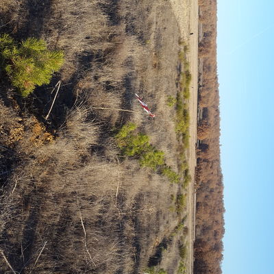 Reposición de maras plantacion Pinus Nigra