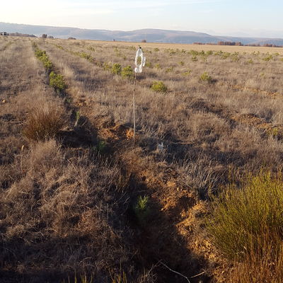 Repoblacion Pinus Nigra