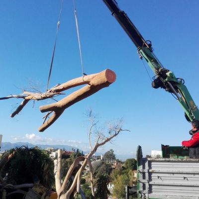 Tala de árboles secos