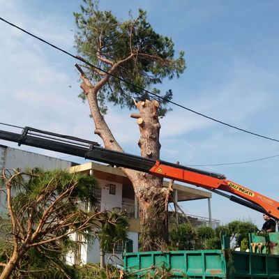 Poda con camión grua