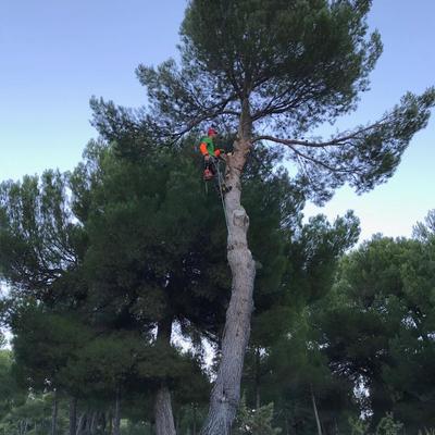 Poda en altura de pinos