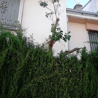 Eliminación de pitosporo