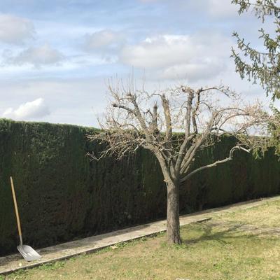 Puesta a punto de jardin