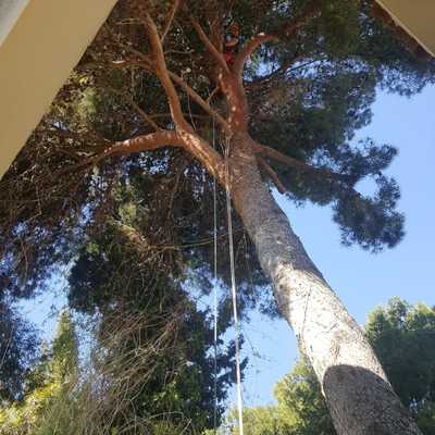 limpiando pino halepensis