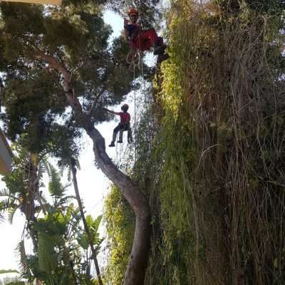 Francis limpiando pino halepensis