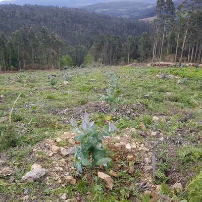 Plantación de ecaliptos