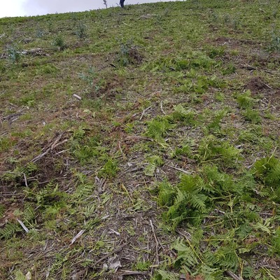 Desbroce manual en plantación  de ecaliptos