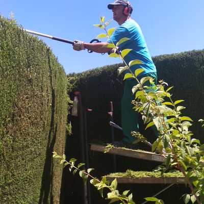 Recorte de seto de ciprés