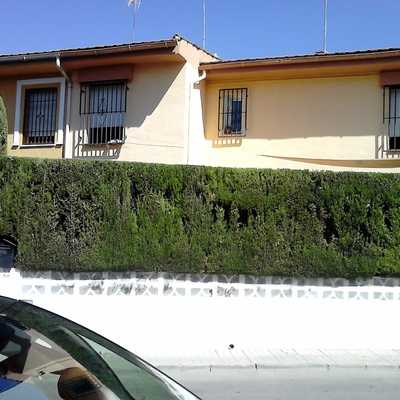 Recorte de seto de ciprés