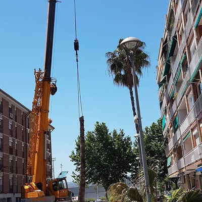Tala de palmera con maquinarias