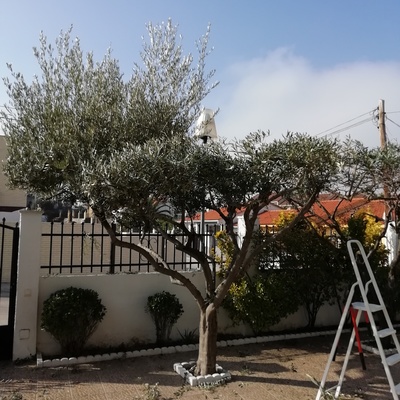 Poda de olivo forma bonsai