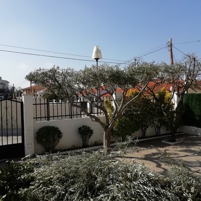 Poda de olivo forma bonsai